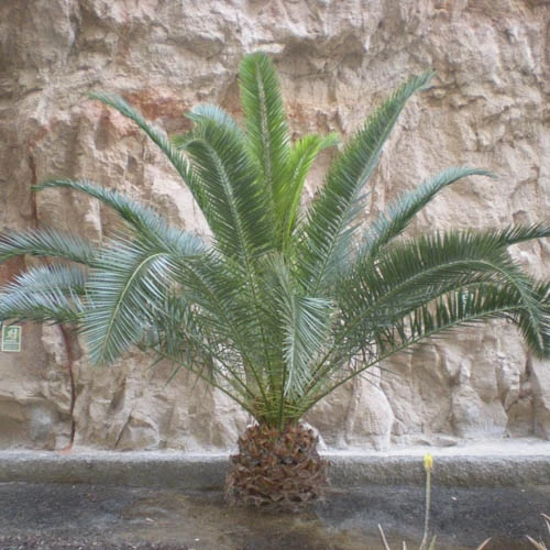 Pair Of Phoenix Canariensis Canary Island Date Palms 9 Pair Of Phoenix Canariensis Canary Island Date Palms - Image 7