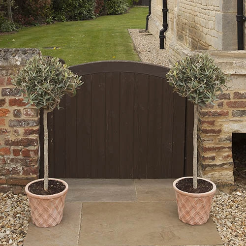 Standard Olive Tree 4 Standard Olive Tree - Image 2