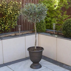 Standard Olive Tree 8 Standard Olive Tree -OWL Plant Shop 680232 2