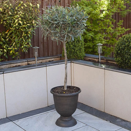 Standard Olive Tree 5 Standard Olive Tree - Image 3