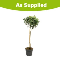 Standard Olive Tree 9 Standard Olive Tree -OWL Plant Shop 680232 3