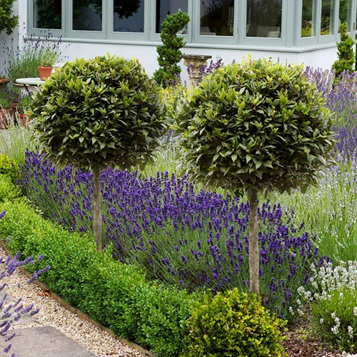 Pair Of Standard Bay Trees 3 Pair Of Standard Bay Trees