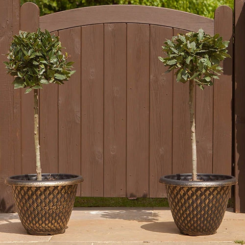 Pair Of Standard Bay Trees 6 Pair Of Standard Bay Trees - Image 4