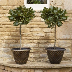 Pair Of Standard Bay Trees 12 Pair Of Standard Bay Trees -OWL Plant Shop 680235 4