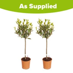 Pair Of Standard Bay Trees 13 Pair Of Standard Bay Trees -OWL Plant Shop 680235 5