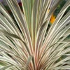 Cordyline Australis 'Torbay Dazzler' 1 Cordyline Australis 'Torbay Dazzler' -OWL Plant Shop 680236