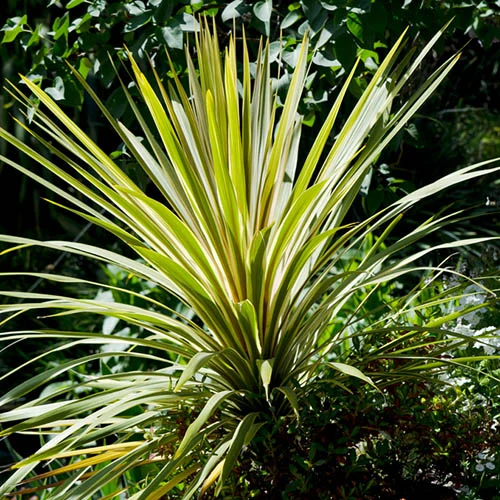 Cordyline Australis 'Torbay Dazzler' 4 Cordyline Australis 'Torbay Dazzler' - Image 2
