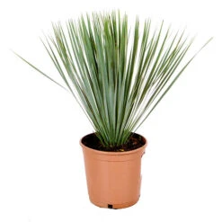 Yucca Rostrata 7 Yucca Rostrata -OWL Plant Shop 680237 2