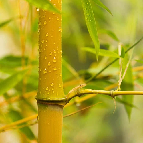 Phyllostachys Aureocaulis (Yellow Bamboo) 3 Phyllostachys Aureocaulis (Yellow Bamboo)
