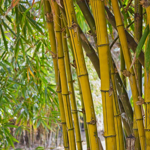 Phyllostachys Aureocaulis (Yellow Bamboo) 4 Phyllostachys Aureocaulis (Yellow Bamboo) - Image 2