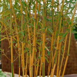 Phyllostachys Aureocaulis (Yellow Bamboo) 9 Phyllostachys Aureocaulis (Yellow Bamboo) -OWL Plant Shop 680245 2