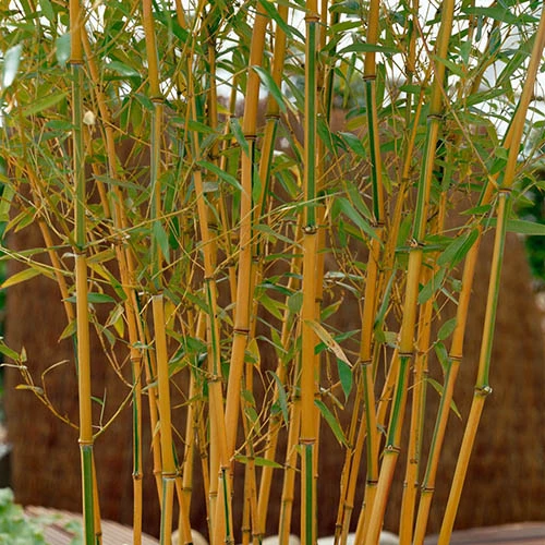 Phyllostachys Aureocaulis (Yellow Bamboo) 5 Phyllostachys Aureocaulis (Yellow Bamboo) - Image 3
