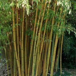 Phyllostachys Aureocaulis (Yellow Bamboo) 10 Phyllostachys Aureocaulis (Yellow Bamboo) -OWL Plant Shop 680245 3