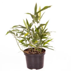 Phyllostachys Aureocaulis (Yellow Bamboo) 11 Phyllostachys Aureocaulis (Yellow Bamboo) -OWL Plant Shop 680245 4