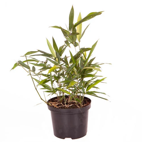 Phyllostachys Aureocaulis (Yellow Bamboo) 7 Phyllostachys Aureocaulis (Yellow Bamboo) - Image 5