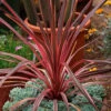 Cordyline 'Southern Splendour' 17cm 2 Cordyline 'Southern Splendour' 17cm -OWL Plant Shop 680252