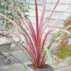 Cordyline Australis 'Can Can' 2 Cordyline Australis 'Can Can' -OWL Plant Shop 680263