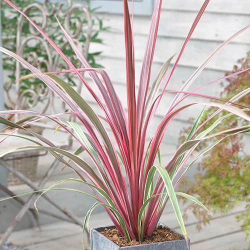 Cordyline Australis 'Can Can' 3 Cordyline Australis 'Can Can'