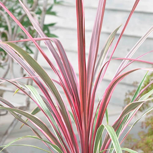 Cordyline Australis 'Can Can' 4 Cordyline Australis 'Can Can' - Image 2