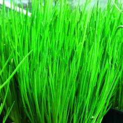 Herb Collection 10 Herb Collection -OWL Plant Shop 750060 1