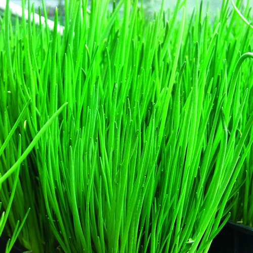 Herb Collection 4 Herb Collection - Image 2