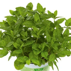 Herb Collection 11 Herb Collection -OWL Plant Shop 750060 2