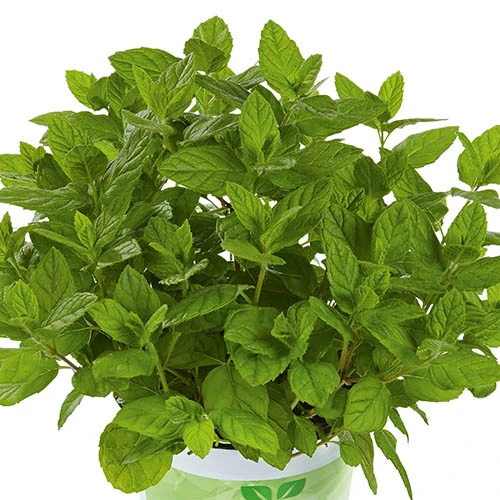 Herb Collection 5 Herb Collection - Image 3