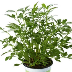 Herb Collection 13 Herb Collection -OWL Plant Shop 750060 4