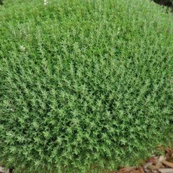 Herb Collection 14 Herb Collection -OWL Plant Shop 750060 5