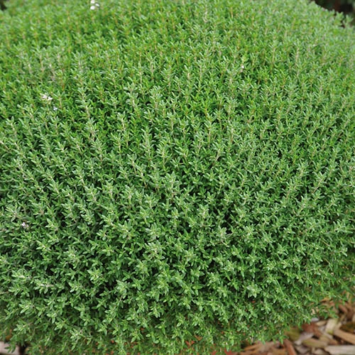 Herb Collection 8 Herb Collection - Image 6