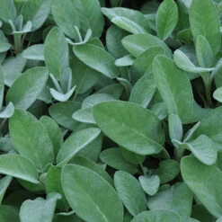 Herb Collection 15 Herb Collection -OWL Plant Shop 750060 6