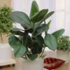 Rubber Plant Ficus Elastica 'Robusta' 1 Rubber Plant Ficus Elastica 'Robusta' -OWL Plant Shop 800105