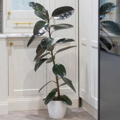 Rubber Plant Ficus Elastica 'Robusta' 7 Rubber Plant Ficus Elastica 'Robusta' -OWL Plant Shop 800105 2