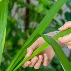 OWL Plant Shop 10 OWL Plant Shop -OWL Plant Shop 800106 1