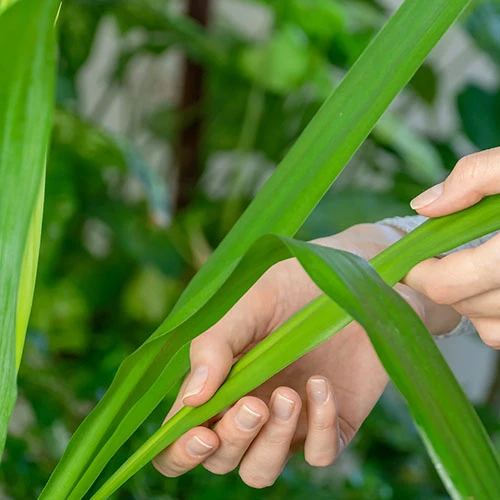 Yucca 2 Stem 45/20cm In 17cm Pot 70cm Tall 4 Yucca 2 Stem 45/20cm In 17cm Pot 70cm Tall - Image 2