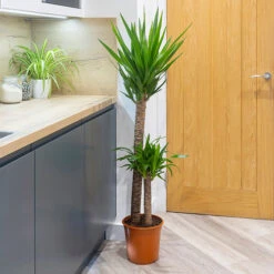 Yucca 2 Stem 45/20cm In 17cm Pot 70cm Tall 7 Yucca 2 Stem 45/20cm In 17cm Pot 70cm Tall -OWL Plant Shop 800106 2