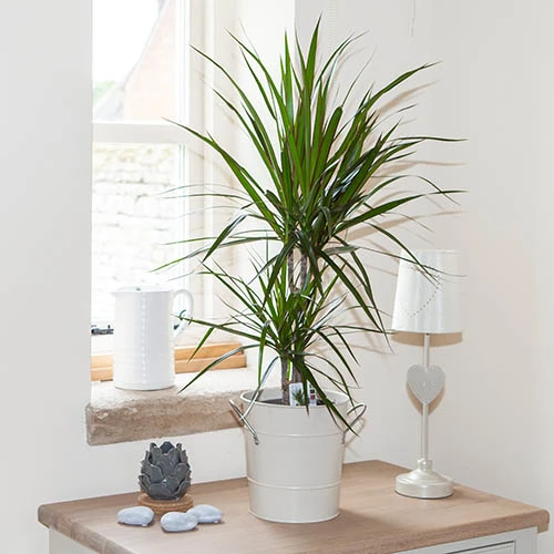 Dracaena Marginata 3 Dracaena Marginata
