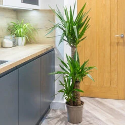 Yucca Elephantipes 7 Yucca Elephantipes -OWL Plant Shop 800109 2