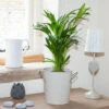 Areca Palm (Dypsis Lutescens) 1 Areca Palm (Dypsis Lutescens) -OWL Plant Shop 800111