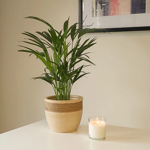 Areca Palm (Dypsis Lutescens) 4 Areca Palm (Dypsis Lutescens) - Image 2