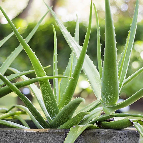 Aloe Vera 4 Aloe Vera - Image 2