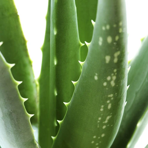 Aloe Vera 5 Aloe Vera - Image 3