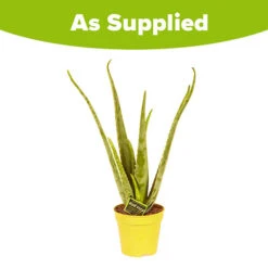 Aloe Vera 11 Aloe Vera -OWL Plant Shop 800113 4
