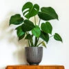 'Swiss Cheese Plant' Monstera Deliciosa 1 'Swiss Cheese Plant' Monstera Deliciosa -OWL Plant Shop 800126