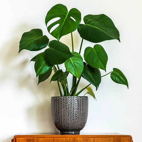 'Swiss Cheese Plant' Monstera Deliciosa 3 'Swiss Cheese Plant' Monstera Deliciosa