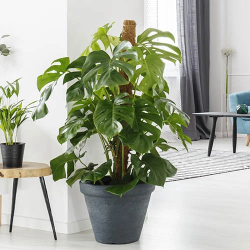 'Swiss Cheese Plant' Monstera Deliciosa 4 'Swiss Cheese Plant' Monstera Deliciosa - Image 2