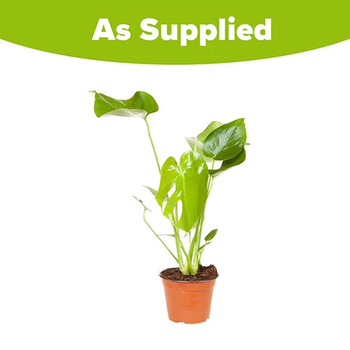 'Swiss Cheese Plant' Monstera Deliciosa 5 'Swiss Cheese Plant' Monstera Deliciosa - Image 3