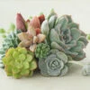 Indoor Succulents Mix 1 Indoor Succulents Mix -OWL Plant Shop 800130