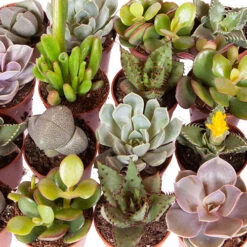 Indoor Succulents Mix 8 Indoor Succulents Mix -OWL Plant Shop 800130 2