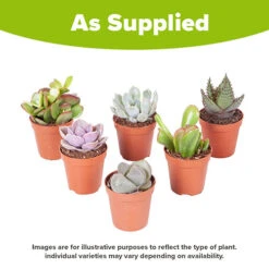 Indoor Succulents Mix 9 Indoor Succulents Mix -OWL Plant Shop 800130 3